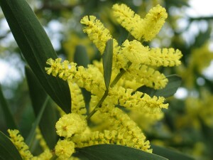 Coast Wattle flowers