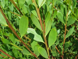 Coast Wattle leaves