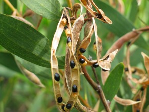 Coast Wattle seed pods