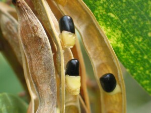 Coast Wattle seeds