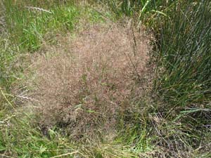 Coastal Blown-grass