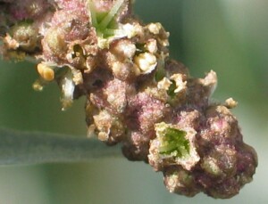 Coastal Saltbush male flowerhead