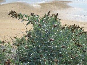 Coastal Saltbush plant