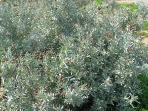 Coastal Saltbush plant