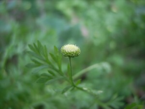 Common Cotula flower-head