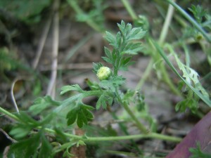 Common Cotula leaf