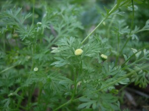 Common Cotula plants