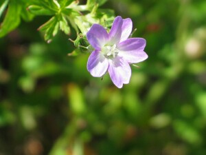 Common Crane's-bill flower