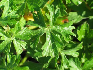 Leaves of Common Crane's-bill