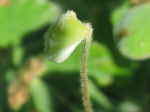 Frond of Common Nardoo in bud