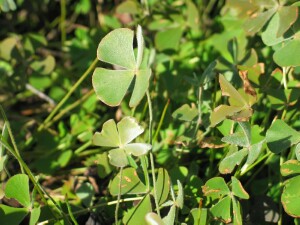 Plants of Common Nardoo