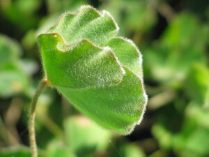 Unfolding frond of Common Nardoo