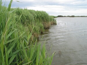 Common Reed freshwater