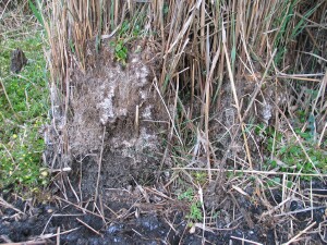 Common Reed salt encrustrations