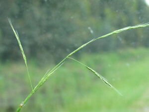 Spreading flower-head of Common Swamp Wallaby-grass