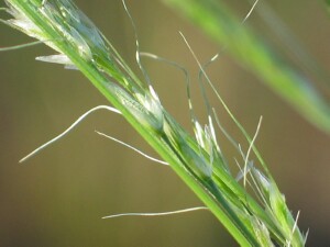 Mature spikelets of Common Swamp Wallaby-grass