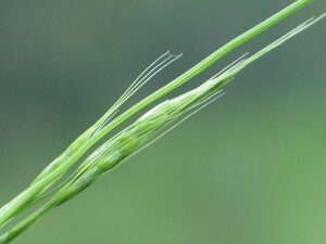 Young spikelets of Common Swamp Wallaby-grass