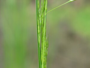 Young flower-head of Common Swamp Wallaby-grass