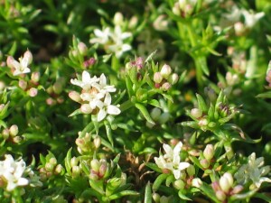Leaves and flowers of Common Woodruff