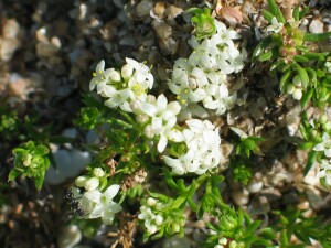 Plants of Common Woodruff