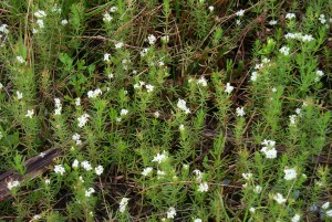 Population of Common Woodruff