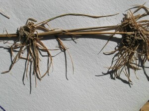 Creeping Bent stolon