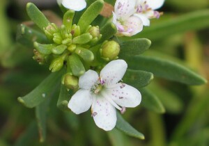 Creeping boobialla flower