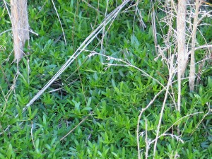 Creeping boobialla groundcover