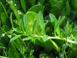 Creeping boobialla leaves and buds