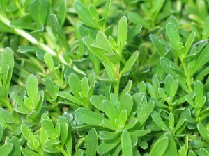 Creeping boobialla shoots