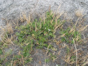 Creeping boobialla shoots, flowers