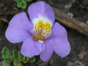 Creeping Monkey-flower - flower