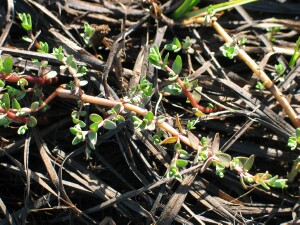 Creeping Monkey-flower plant