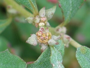 Young developing fruit of Creeping Saltbush