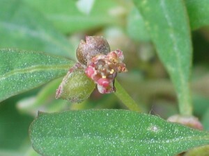 Creeping Saltbush flower