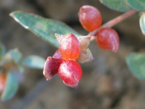 Ripe fruit of Creeping Saltbush
