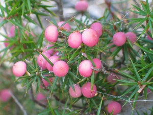 Crimson Berry fruit