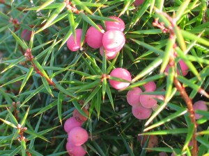 Crimson Berry fruit1