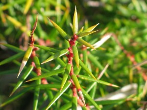Crimson Berry leaves