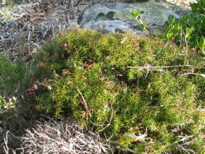 Crimson Berry plant