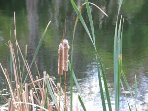 Mature Cumbungi spike sheddding seed