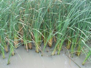 Cumbungi plants