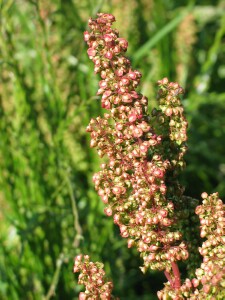 Flower stalk of Curled Dock