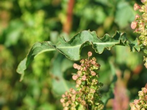 Curled Dock leaf