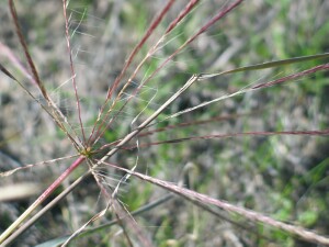 Curly Windmill-grass