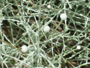 Cushion Bush branches