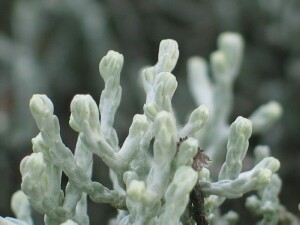 Cushion Bush flowerhead