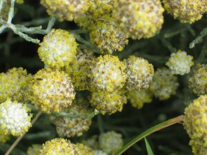 Flower-heads of Cushion Bush