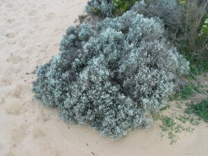 Cushion Bush plant