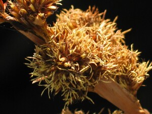 Cutting Sedge flowerhead